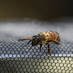 FB-4　11　漉し器の縁で蜂蜜まみれになった蜜蜂　.jpg