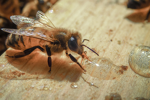 Web　46　巣板の上にこぼれた餌を吸う蜜蜂　.jpg